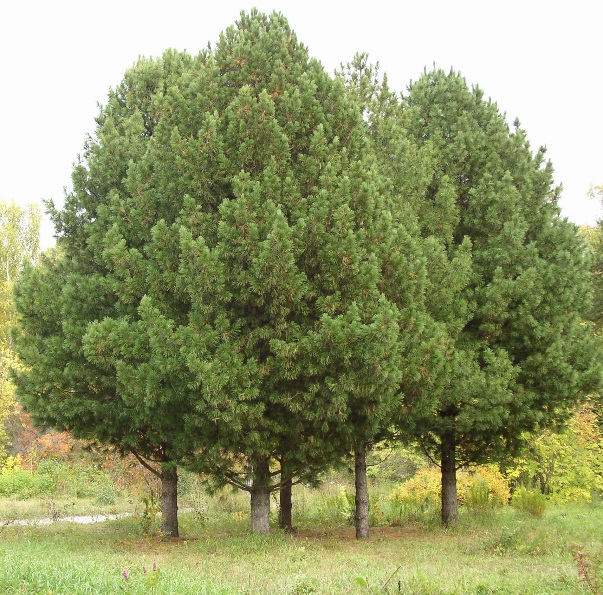 Коллекции растений ЦСБС СО РАН - Pinus sibirica (Loud.) Mayr – Сосна ...